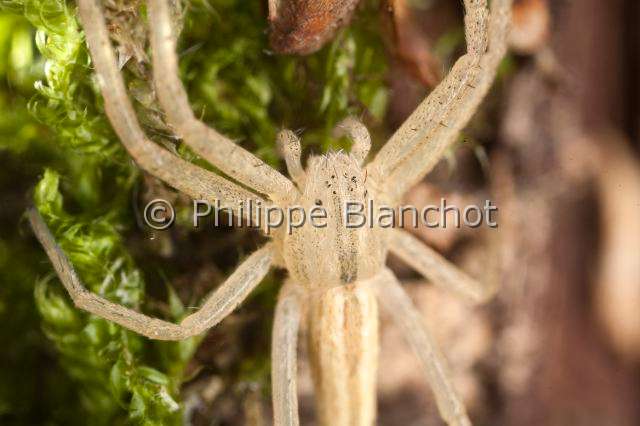 Philodromidae_5657.JPG - France, Araneae, Philodromidae, Araignée, Philodrome (Tibellus sp), portrait, Running crab spider